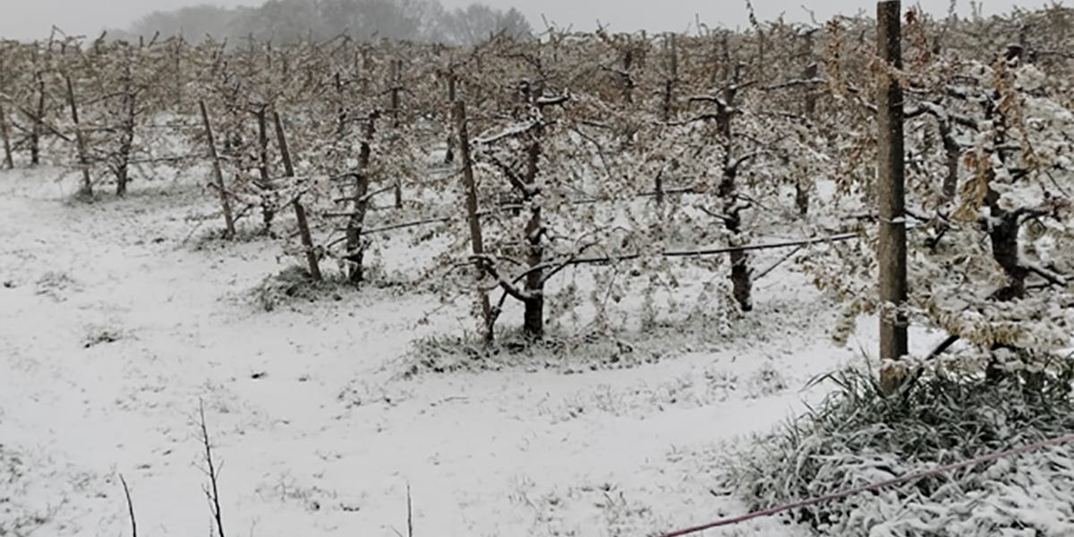 La neve torna ad imbiancare i frutteti del Centro-Nord